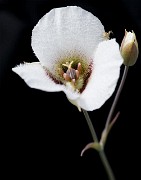 Calochortus howelii - Howells Mariposa Lily